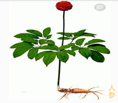 西洋参